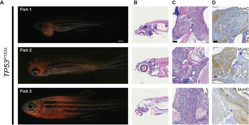 https://cdn.ncbi.nlm.nih.gov/pmc/blobs/7c81/10322150/8954f79cfd5e/elife-68221-fig5-figsupp3.jpg