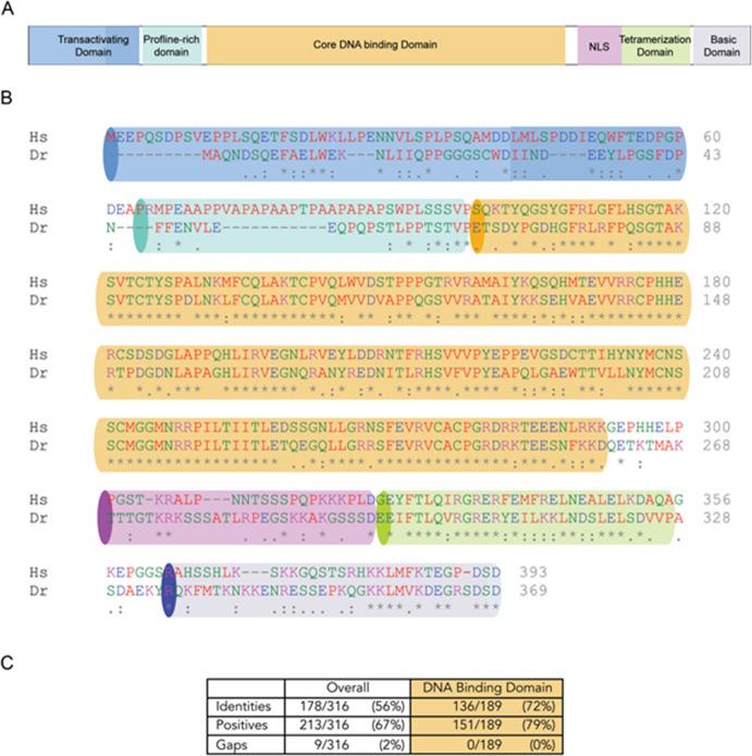 https://cdn.ncbi.nlm.nih.gov/pmc/blobs/7c81/10322150/a33f68a4b27a/elife-68221-fig3-figsupp1.jpg