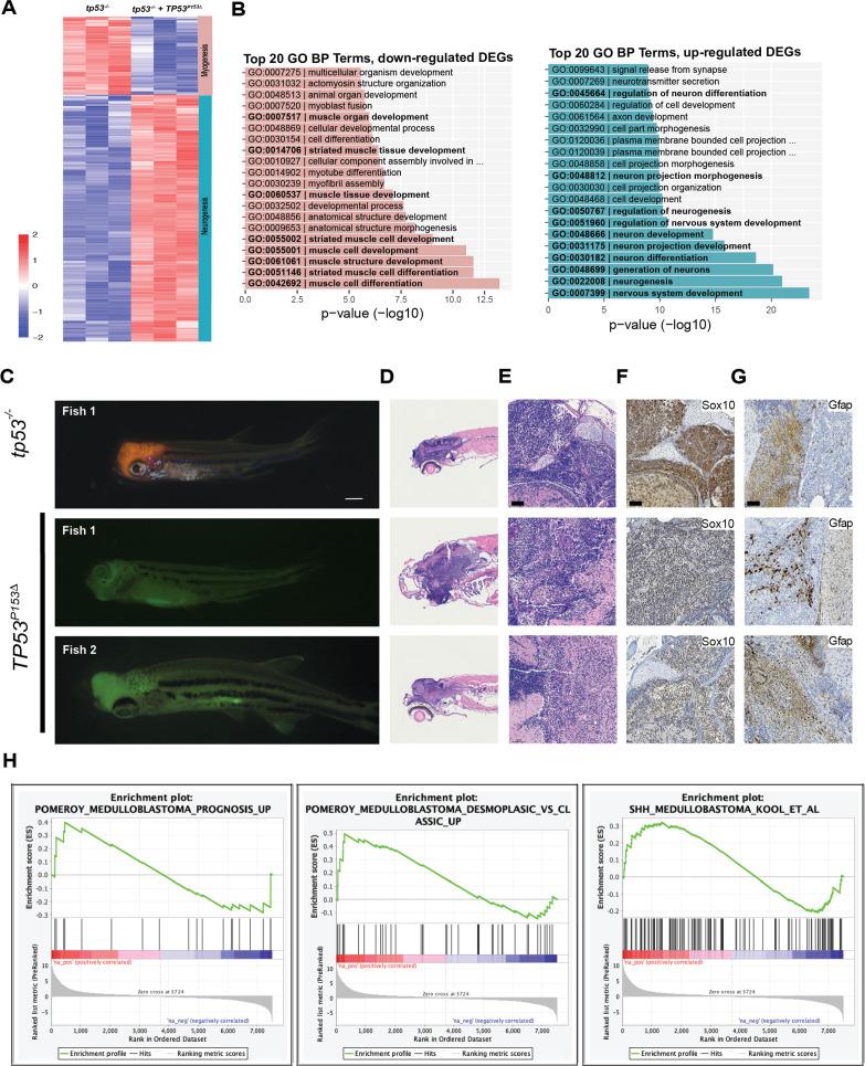 https://cdn.ncbi.nlm.nih.gov/pmc/blobs/7c81/10322150/e3493c6082b3/elife-68221-fig5.jpg