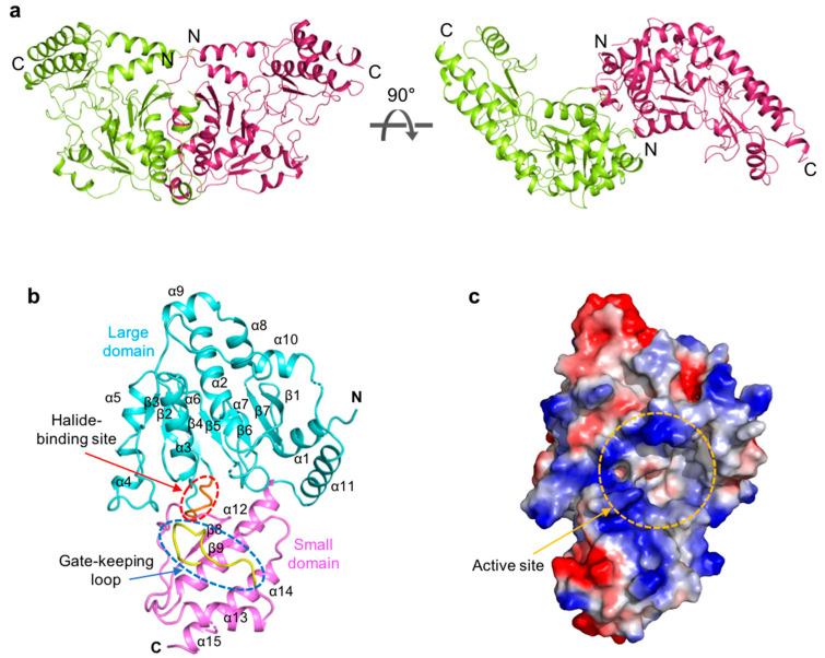 https://cdn.ncbi.nlm.nih.gov/pmc/blobs/7c82/10049462/919046c5fdc2/ijms-24-05139-g001.jpg