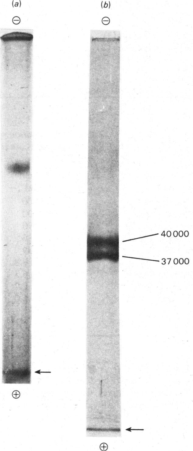 https://cdn.ncbi.nlm.nih.gov/pmc/blobs/7c82/1162017/1b6df1b04f9b/biochemj00418-0024-a.jpg
