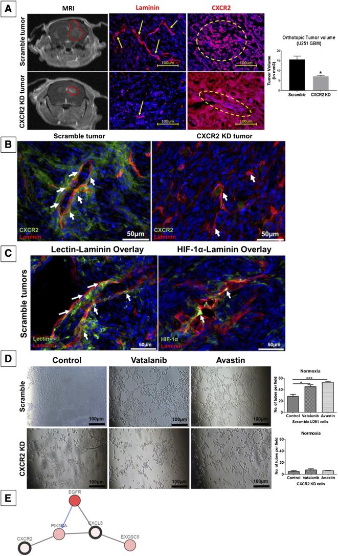https://cdn.ncbi.nlm.nih.gov/pmc/blobs/7c82/6151844/2714f436cf49/gr10.jpg