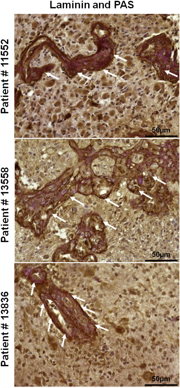 https://cdn.ncbi.nlm.nih.gov/pmc/blobs/7c82/6151844/f7b77ce1c126/gr7.jpg