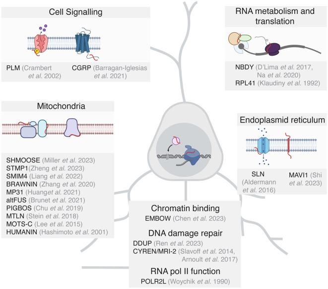 https://cdn.ncbi.nlm.nih.gov/pmc/blobs/7c83/11130481/92435e05dfaf/fnmol-17-1386219-g0002.jpg
