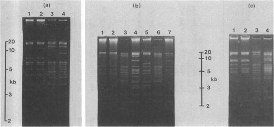 https://cdn.ncbi.nlm.nih.gov/pmc/blobs/7c83/220098/c6f1faca3e73/jbacter00257-0198-a.jpg