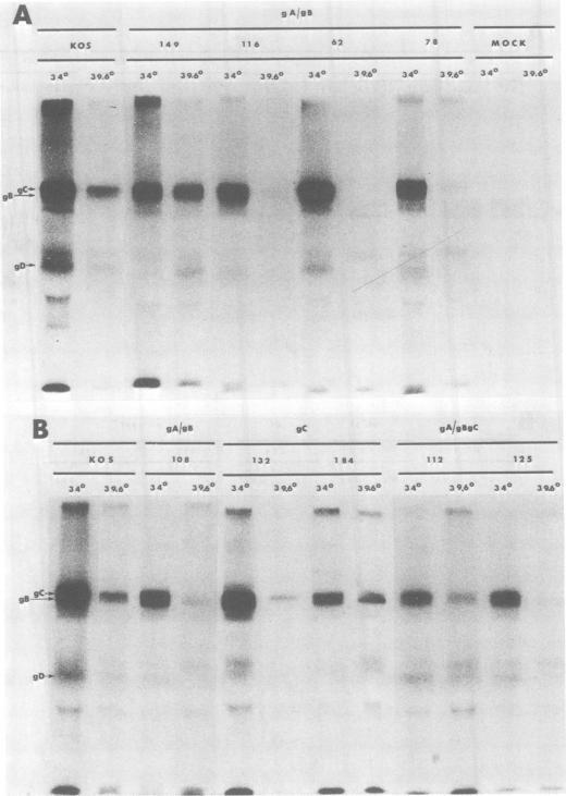 https://cdn.ncbi.nlm.nih.gov/pmc/blobs/7c84/255298/2504be03b793/jvirol00144-0204-a.jpg