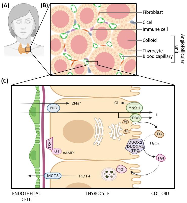 https://cdn.ncbi.nlm.nih.gov/pmc/blobs/7c86/9599682/eaa7da5205ae/biomedicines-10-02585-g001.jpg