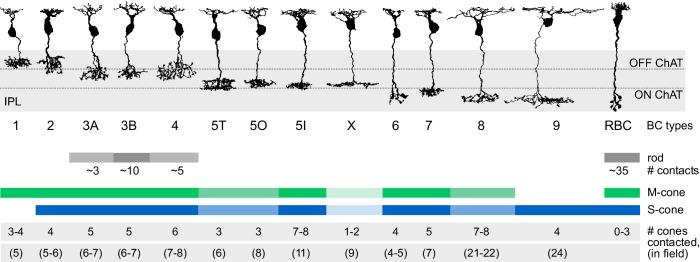 https://cdn.ncbi.nlm.nih.gov/pmc/blobs/7c8a/5148610/56f51829c16d/elife-20041-fig7.jpg