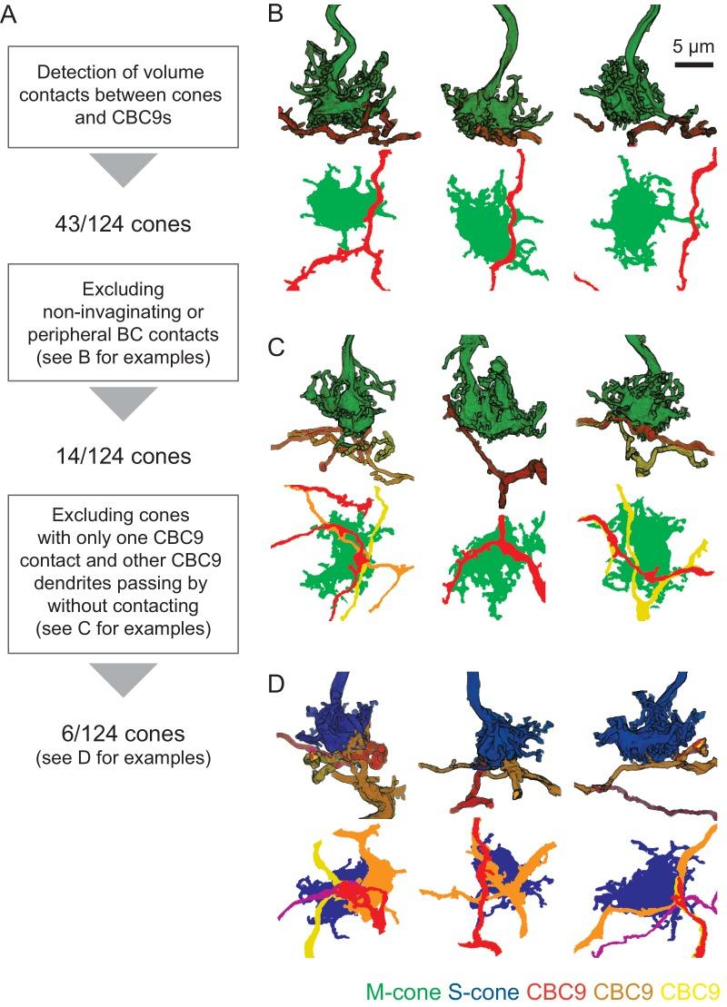 https://cdn.ncbi.nlm.nih.gov/pmc/blobs/7c8a/5148610/c8fd1904d51b/elife-20041-fig1-figsupp1.jpg