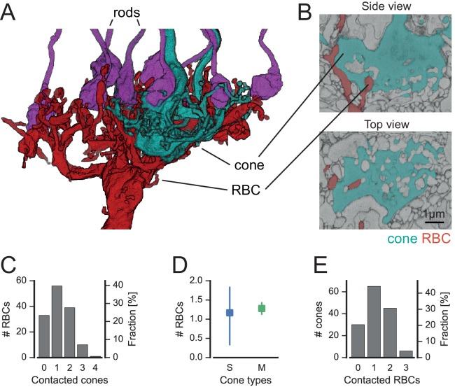 https://cdn.ncbi.nlm.nih.gov/pmc/blobs/7c8a/5148610/d1d4829190be/elife-20041-fig5.jpg