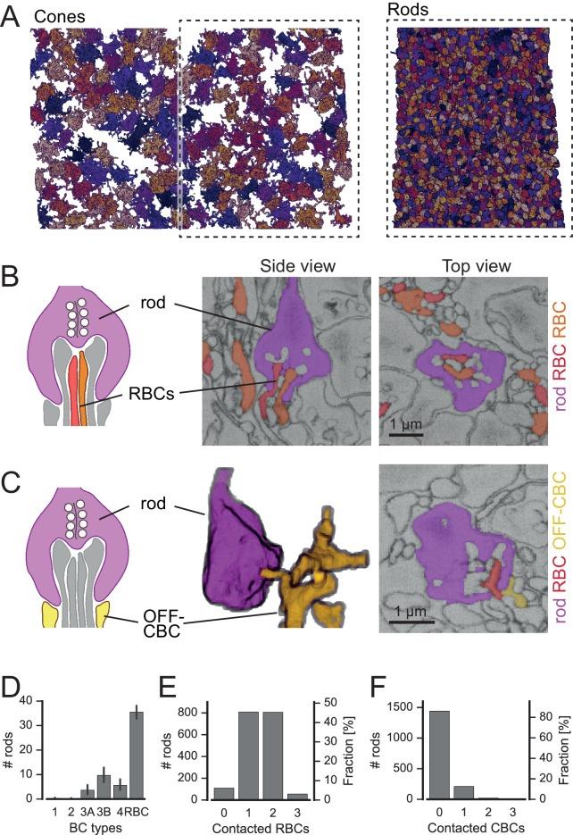 https://cdn.ncbi.nlm.nih.gov/pmc/blobs/7c8a/5148610/f999650e86a0/elife-20041-fig6.jpg