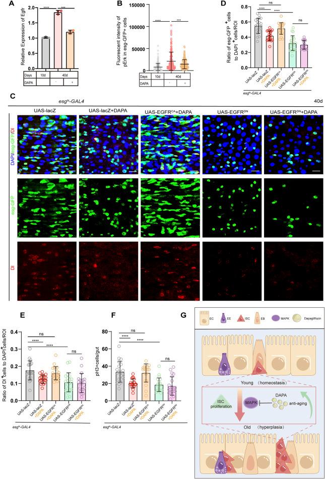 https://cdn.ncbi.nlm.nih.gov/pmc/blobs/7c8b/12055793/633d9cc5fbce/fcell-13-1576258-g004.jpg