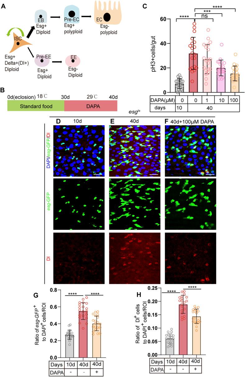 https://cdn.ncbi.nlm.nih.gov/pmc/blobs/7c8b/12055793/66c3688a01c4/fcell-13-1576258-g001.jpg