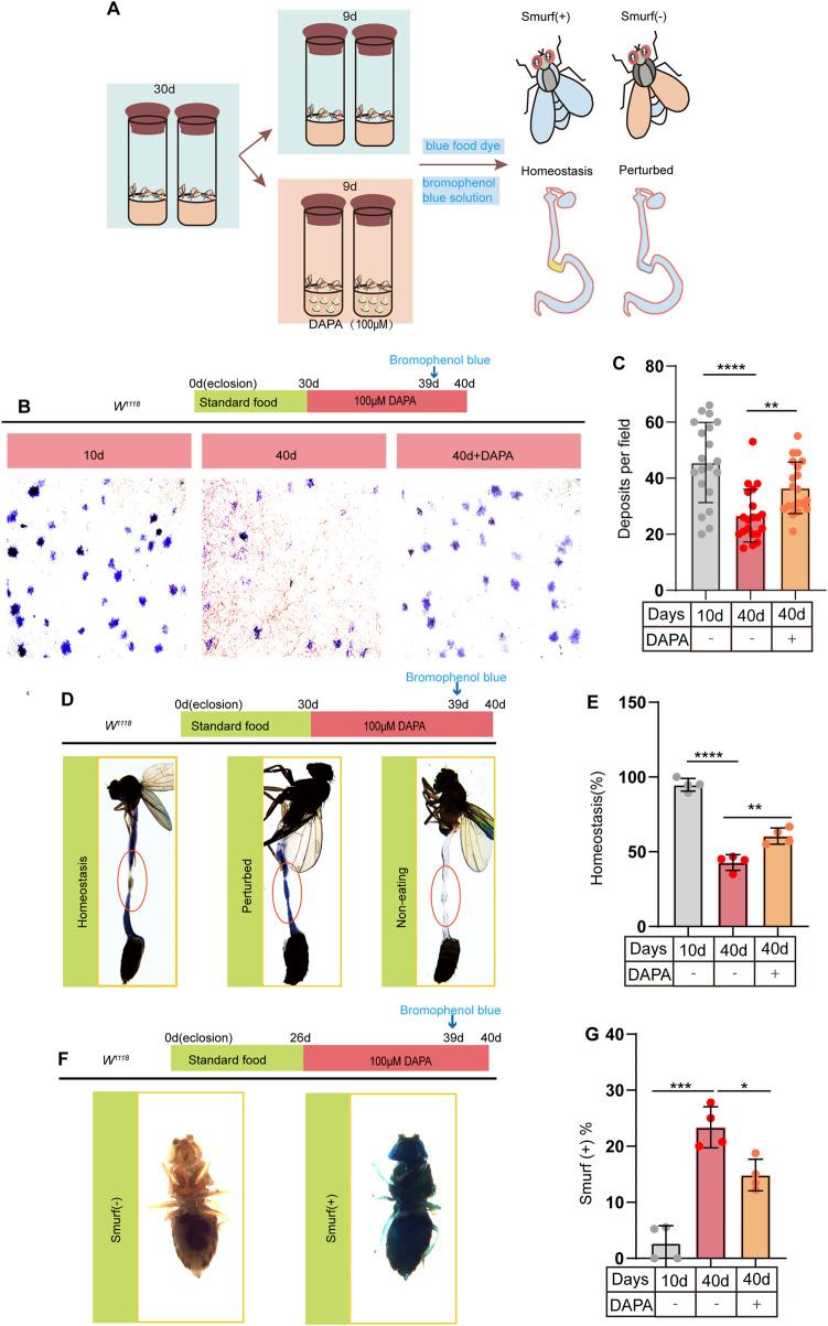 https://cdn.ncbi.nlm.nih.gov/pmc/blobs/7c8b/12055793/66cd973f1e5f/fcell-13-1576258-g002.jpg