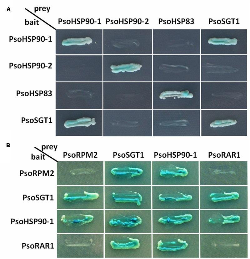 https://cdn.ncbi.nlm.nih.gov/pmc/blobs/7c8d/5671597/25a6b9395625/fmicb-08-02113-g006.jpg
