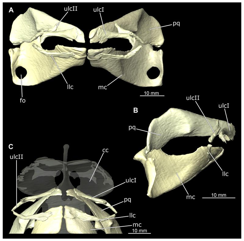 https://cdn.ncbi.nlm.nih.gov/pmc/blobs/7c8d/7612840/6a62547d02a3/EMS145620-f017.jpg