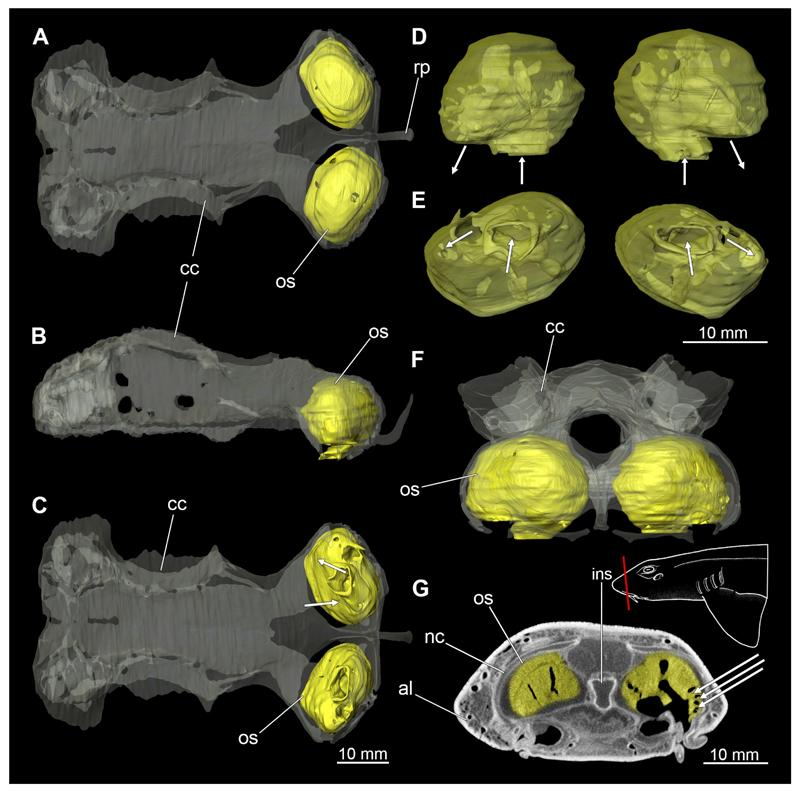 https://cdn.ncbi.nlm.nih.gov/pmc/blobs/7c8d/7612840/823b7f34b608/EMS145620-f009.jpg