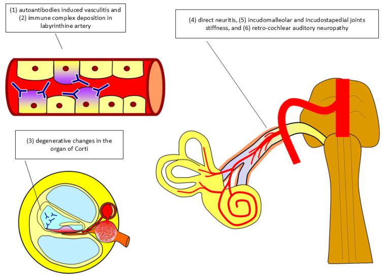 https://cdn.ncbi.nlm.nih.gov/pmc/blobs/7c8e/11676466/12bc73eaae07/ijms-25-13290-g002.jpg
