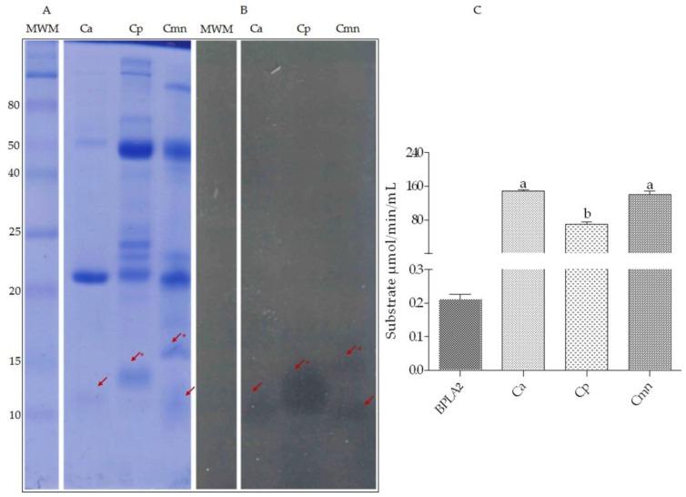 https://cdn.ncbi.nlm.nih.gov/pmc/blobs/7c8f/6514926/e299144dbe6e/molecules-24-01489-g006.jpg