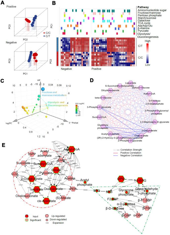 https://cdn.ncbi.nlm.nih.gov/pmc/blobs/7c8f/7377900/63a83d11678a/aging-12-103442-g006.jpg