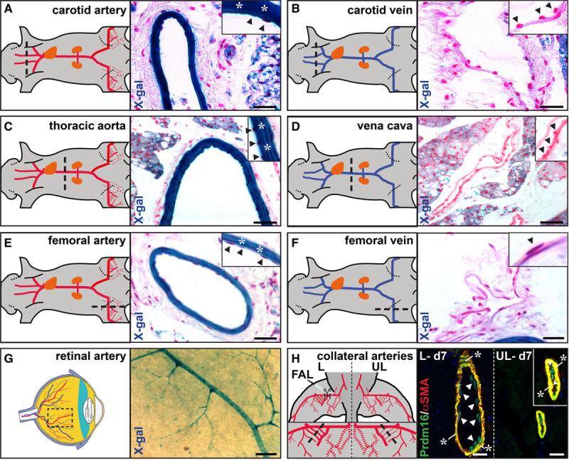 https://cdn.ncbi.nlm.nih.gov/pmc/blobs/7c93/8221541/74bb197ace98/res-129-63-g001.jpg