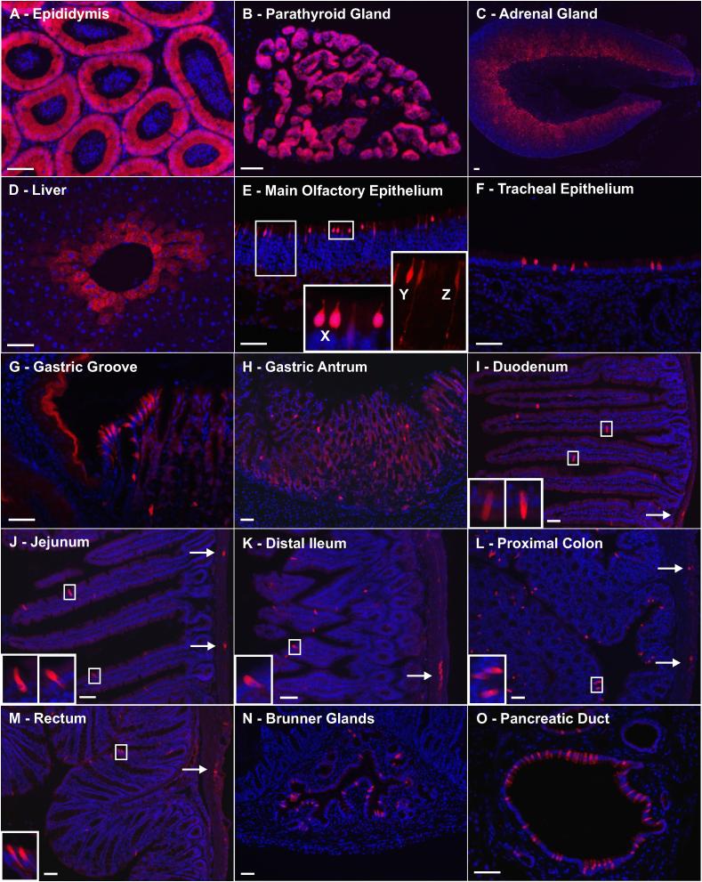 https://cdn.ncbi.nlm.nih.gov/pmc/blobs/7c9a/8105302/3de5f750897c/gr1.jpg