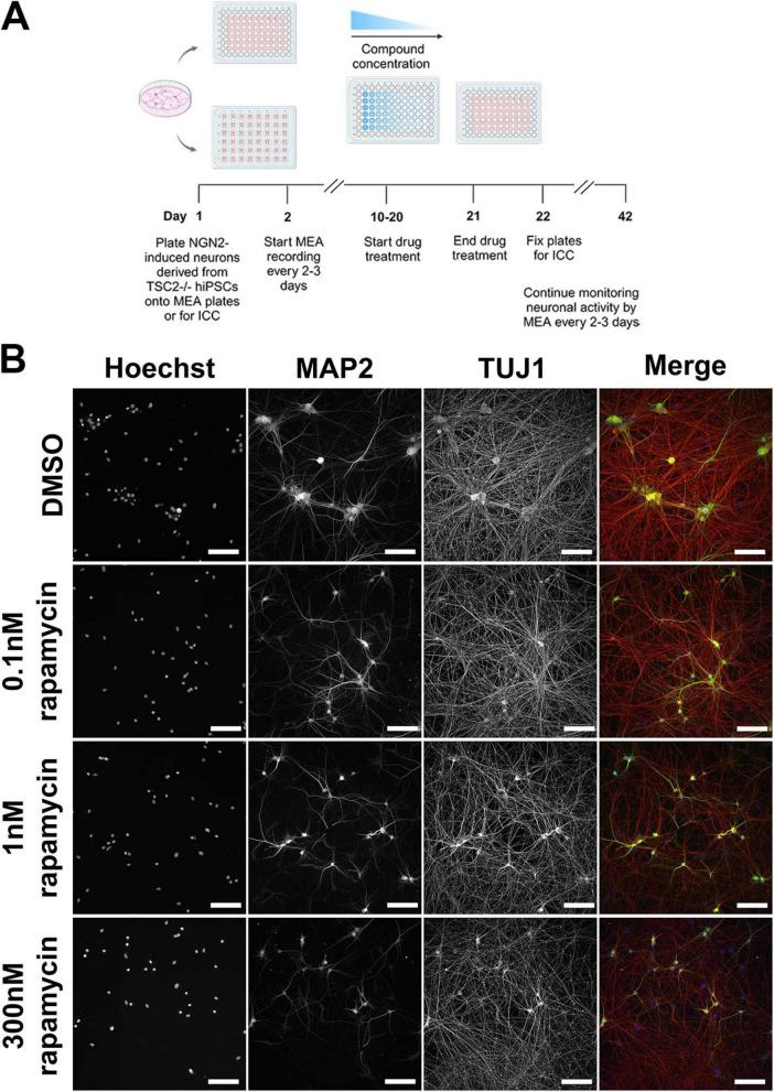 https://cdn.ncbi.nlm.nih.gov/pmc/blobs/7ca2/12337281/07a15954e057/fnins-19-1595880-g002.jpg