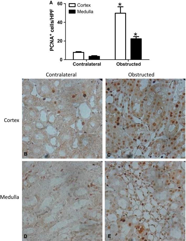 https://cdn.ncbi.nlm.nih.gov/pmc/blobs/7ca4/5599855/1a1de58fba81/PHY2-5-e13346-g006.jpg