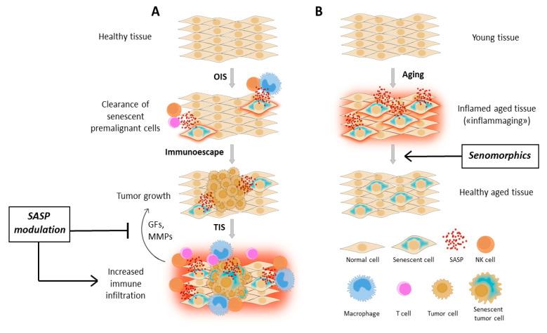 https://cdn.ncbi.nlm.nih.gov/pmc/blobs/7ca6/7767554/baa5efdc5e24/biology-09-00485-g001.jpg