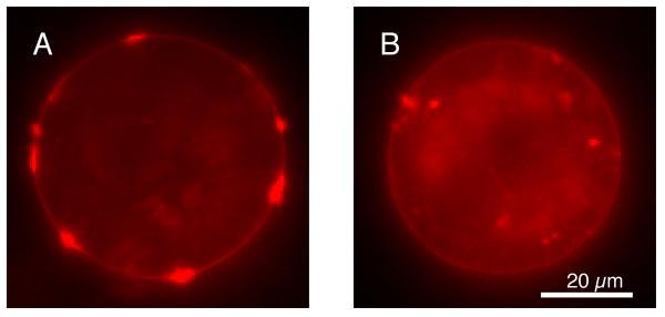 https://cdn.ncbi.nlm.nih.gov/pmc/blobs/7ca7/61448/a4d75e96822b/1471-2202-2-19-1.jpg