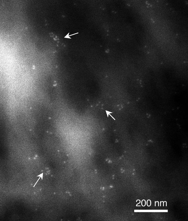 https://cdn.ncbi.nlm.nih.gov/pmc/blobs/7ca7/61448/bb947ea9a6b6/1471-2202-2-19-2.jpg