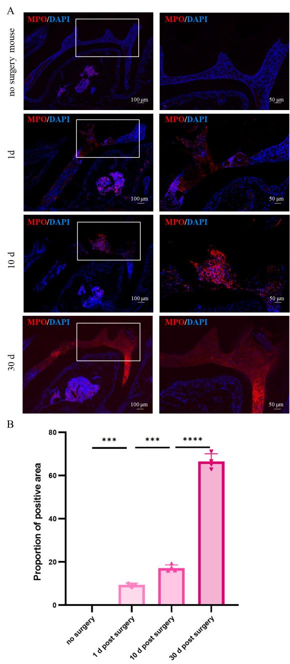 https://cdn.ncbi.nlm.nih.gov/pmc/blobs/7cab/11769714/187f3fd8f23d/BioProtoc-15-2-5128-g004.jpg