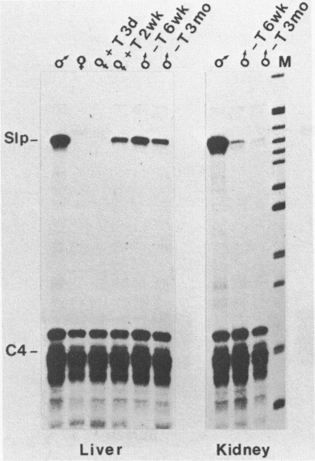 https://cdn.ncbi.nlm.nih.gov/pmc/blobs/7caf/338338/06895746a360/nar00168-0179-a.jpg