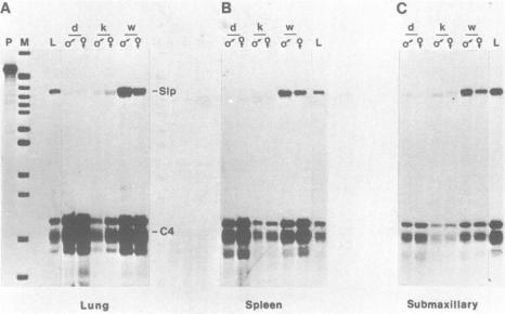 https://cdn.ncbi.nlm.nih.gov/pmc/blobs/7caf/338338/70b362ffa2fd/nar00168-0180-a.jpg