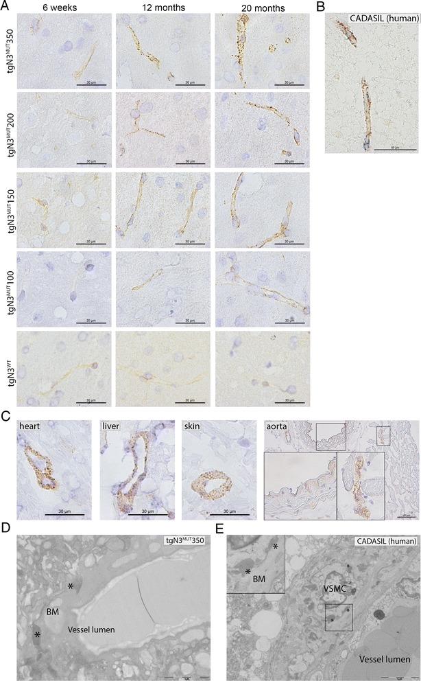 https://cdn.ncbi.nlm.nih.gov/pmc/blobs/7cb3/4696336/d23721cb885e/40478_2015_268_Fig2_HTML.jpg