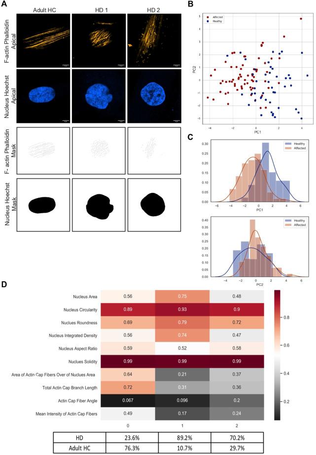 https://cdn.ncbi.nlm.nih.gov/pmc/blobs/7cb4/9889876/534d24f5b4b1/fcell-11-1013721-g003.jpg