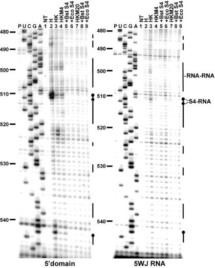 https://cdn.ncbi.nlm.nih.gov/pmc/blobs/7cb5/2665224/7f0af5d30dc5/gkp036f6.jpg