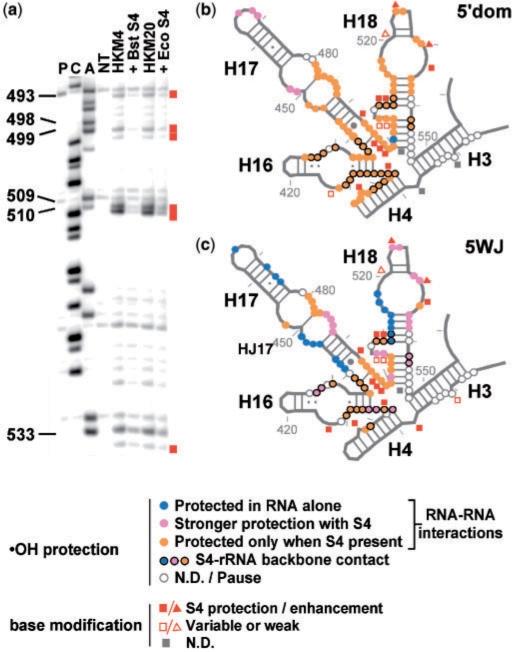https://cdn.ncbi.nlm.nih.gov/pmc/blobs/7cb5/2665224/cb519cd9d383/gkp036f7.jpg