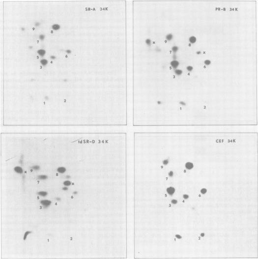 https://cdn.ncbi.nlm.nih.gov/pmc/blobs/7cb7/171357/1b8e514a2b4b/jvirol00008-0154-a.jpg