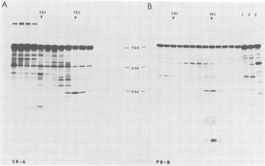 https://cdn.ncbi.nlm.nih.gov/pmc/blobs/7cb7/171357/4b7c0fdbb4ea/jvirol00008-0151-a.jpg