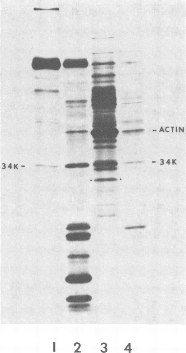 https://cdn.ncbi.nlm.nih.gov/pmc/blobs/7cb7/171357/7d344917474c/jvirol00008-0153-a.jpg