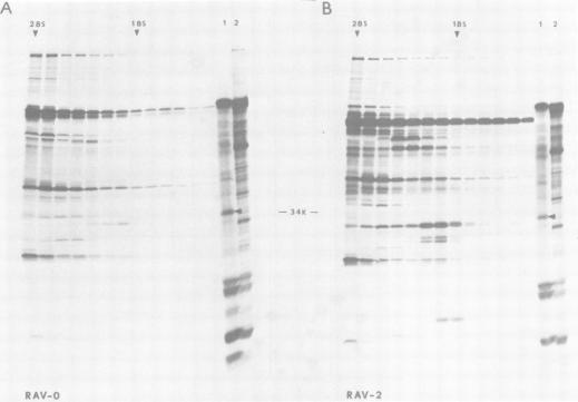 https://cdn.ncbi.nlm.nih.gov/pmc/blobs/7cb7/171357/993d8e04bfcb/jvirol00008-0156-a.jpg