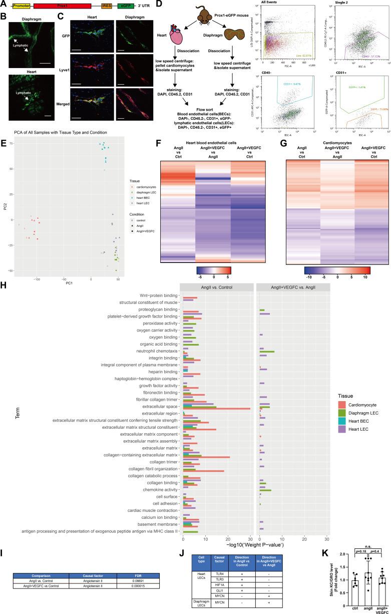 https://cdn.ncbi.nlm.nih.gov/pmc/blobs/7cbc/7695461/2cfeaf635b0c/elife-58376-fig4-figsupp1.jpg
