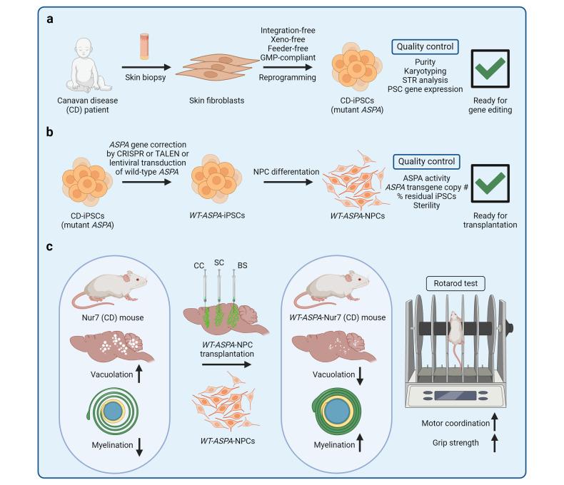 https://cdn.ncbi.nlm.nih.gov/pmc/blobs/7cbd/11053163/527cd0ef14ca/41392_2024_1809_Fig6_HTML.jpg