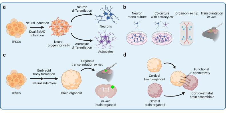https://cdn.ncbi.nlm.nih.gov/pmc/blobs/7cbd/11053163/bb141d78ffa8/41392_2024_1809_Fig2_HTML.jpg
