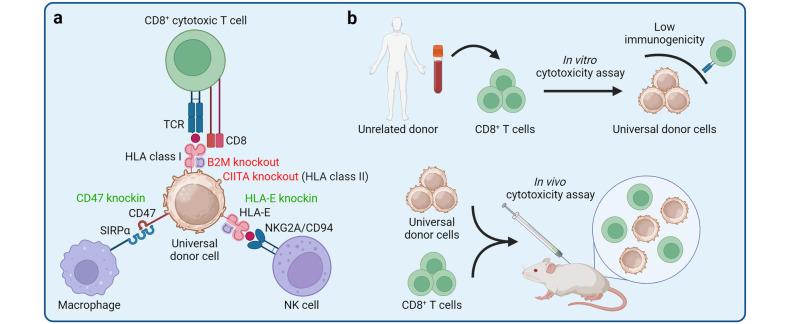 https://cdn.ncbi.nlm.nih.gov/pmc/blobs/7cbd/11053163/c4a0aad91e04/41392_2024_1809_Fig7_HTML.jpg