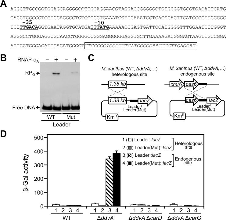 https://cdn.ncbi.nlm.nih.gov/pmc/blobs/7cc3/6061681/de13ca2f9268/gky475fig4.jpg