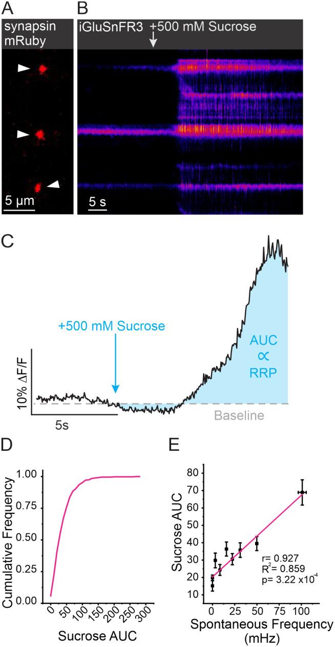 https://cdn.ncbi.nlm.nih.gov/pmc/blobs/7cc7/11063817/a351e861f965/jneuro-44-e1253232024-g004.jpg