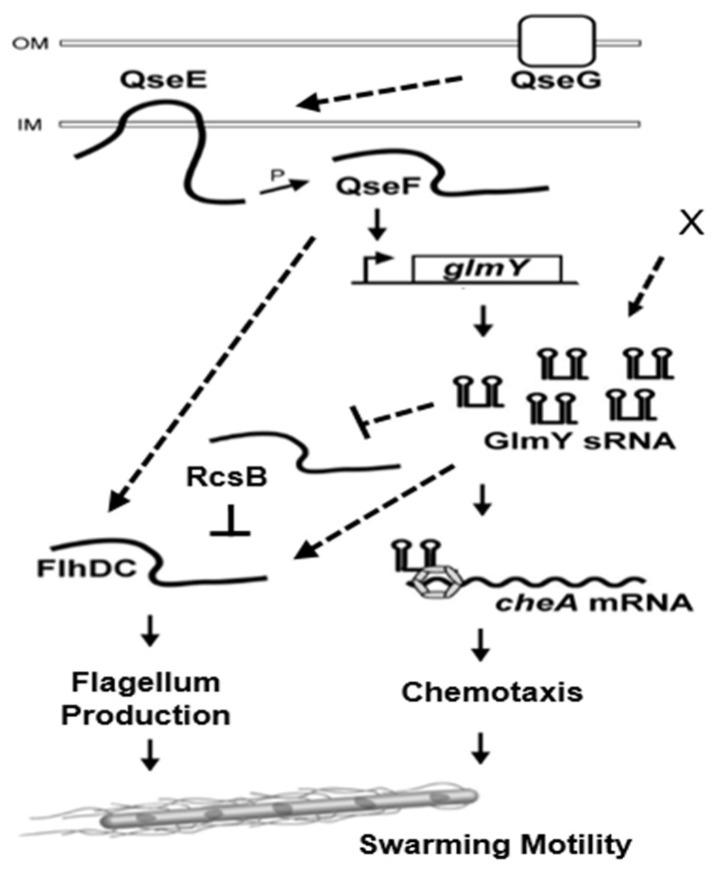 https://cdn.ncbi.nlm.nih.gov/pmc/blobs/7cc9/8745638/88b60bdce9ab/ijms-23-00487-g006.jpg