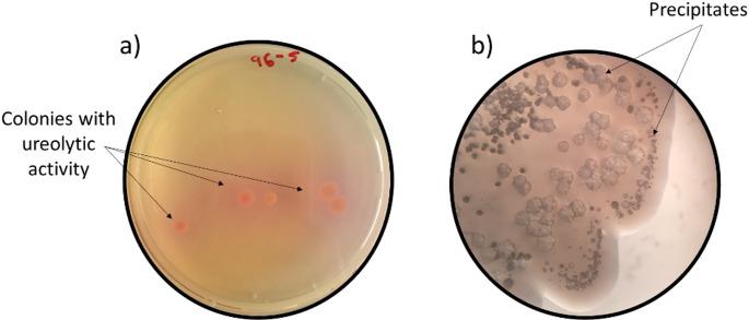 https://cdn.ncbi.nlm.nih.gov/pmc/blobs/7cce/12334442/39e85263c0f5/11274_2025_4482_Fig1_HTML.jpg